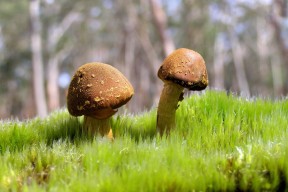 AYX官网-2026世界杯倒计时：数字科技让比赛更精彩、更公平！，世界杯2026是哪个国家举办