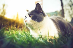 AIYOUXI.COM-中国足球青少年足球发展基金投入力度加大，中国 青少年足球