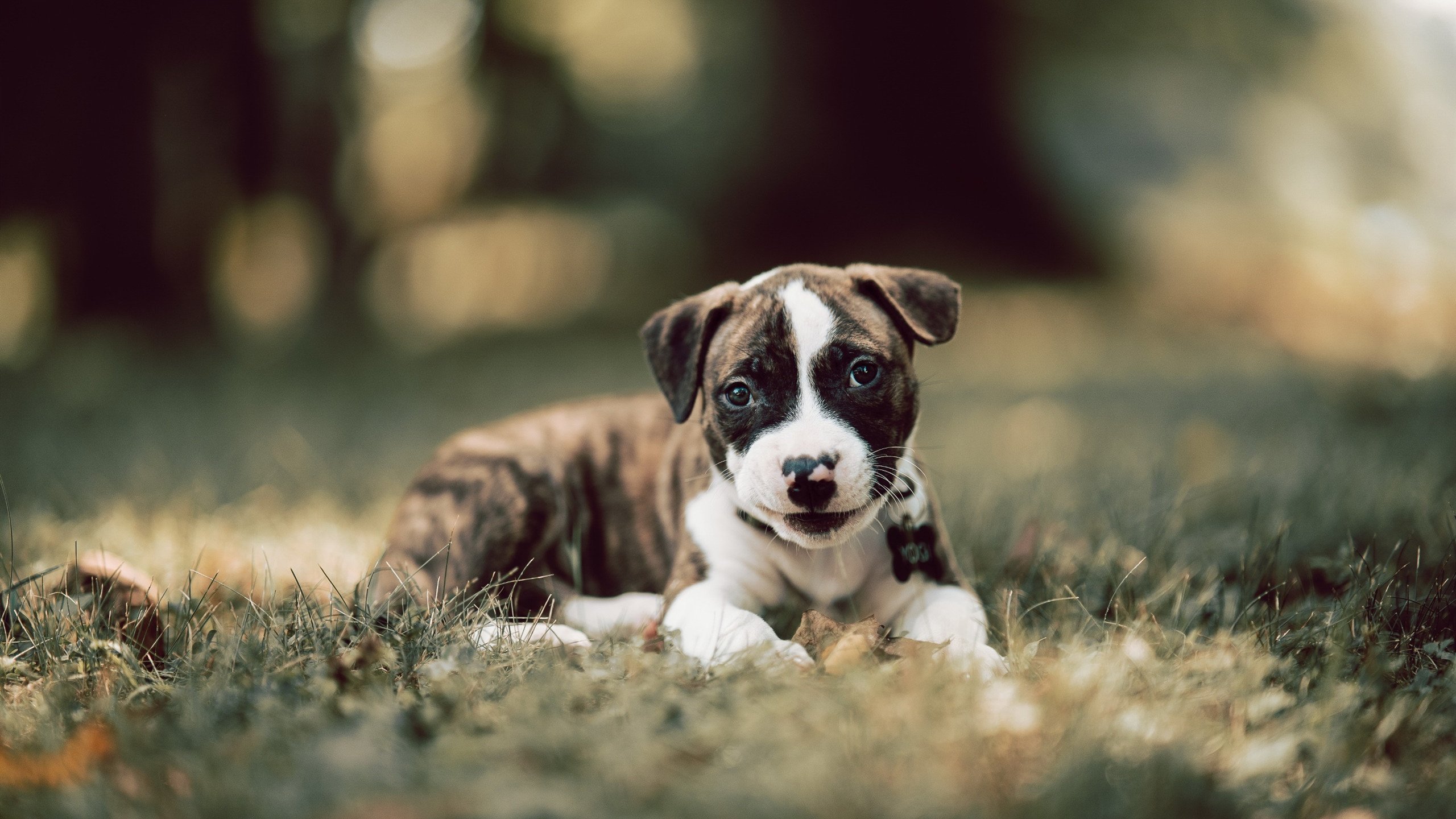 后卫如何在快节奏中找到内线传球窗口,后卫怎么传球给中锋