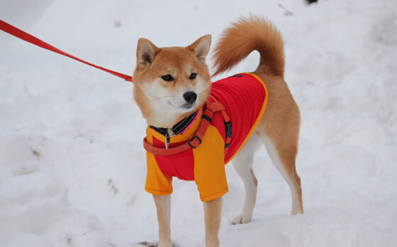 控卫主导节奏是否优于集体自由发挥,控卫主导节奏是否优于集体自由发挥运动