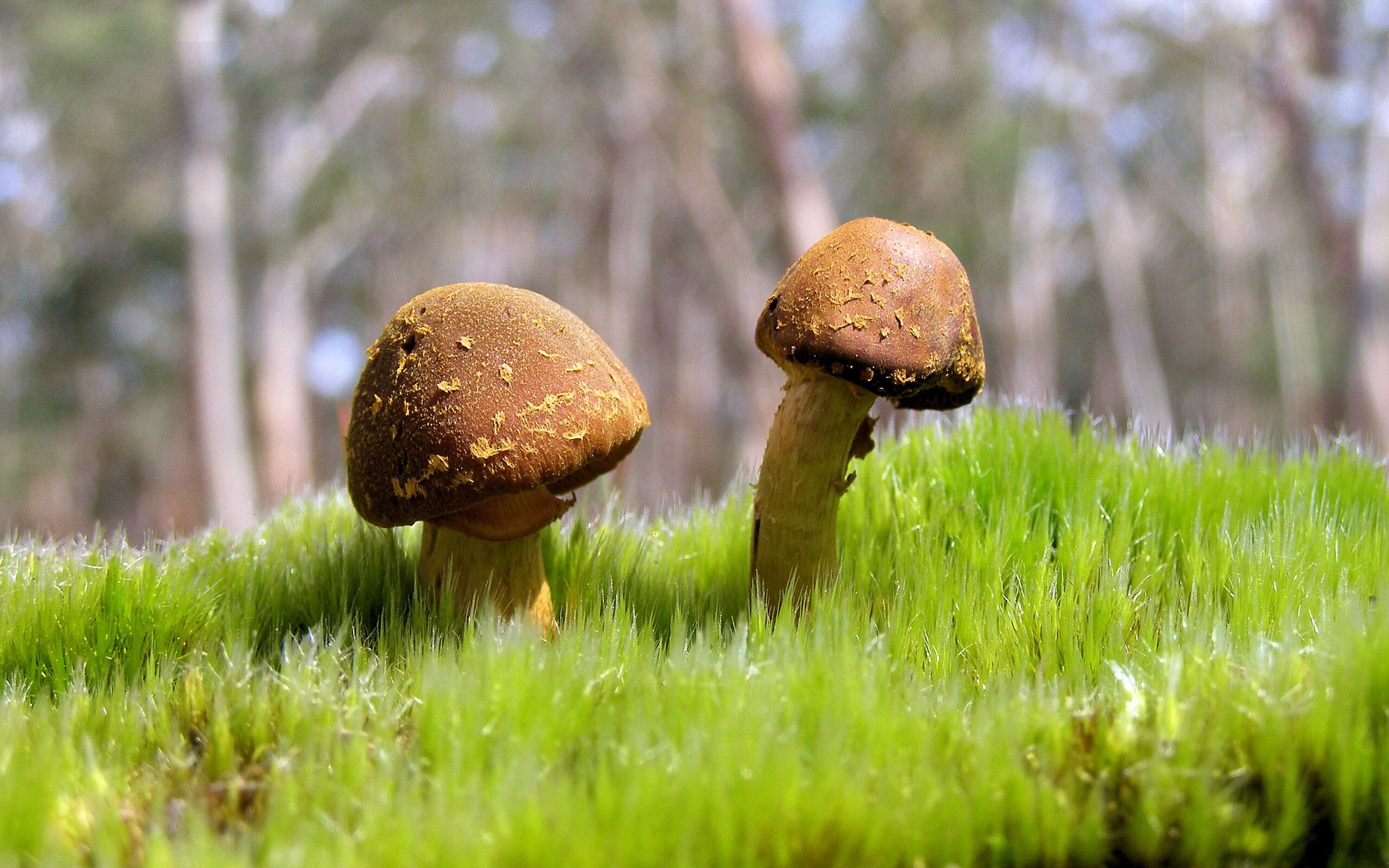 2026世界杯倒计时:数字科技让比赛更精彩、更公平!,世界杯2026是哪个国家举办