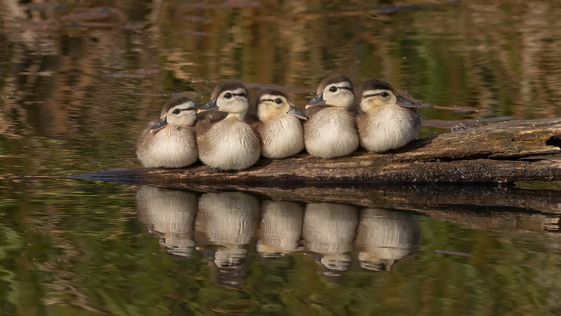 “安赫尔·巴尔博萨的技术稳定性与比赛洞察力,推动美洲狮队实现新突破”