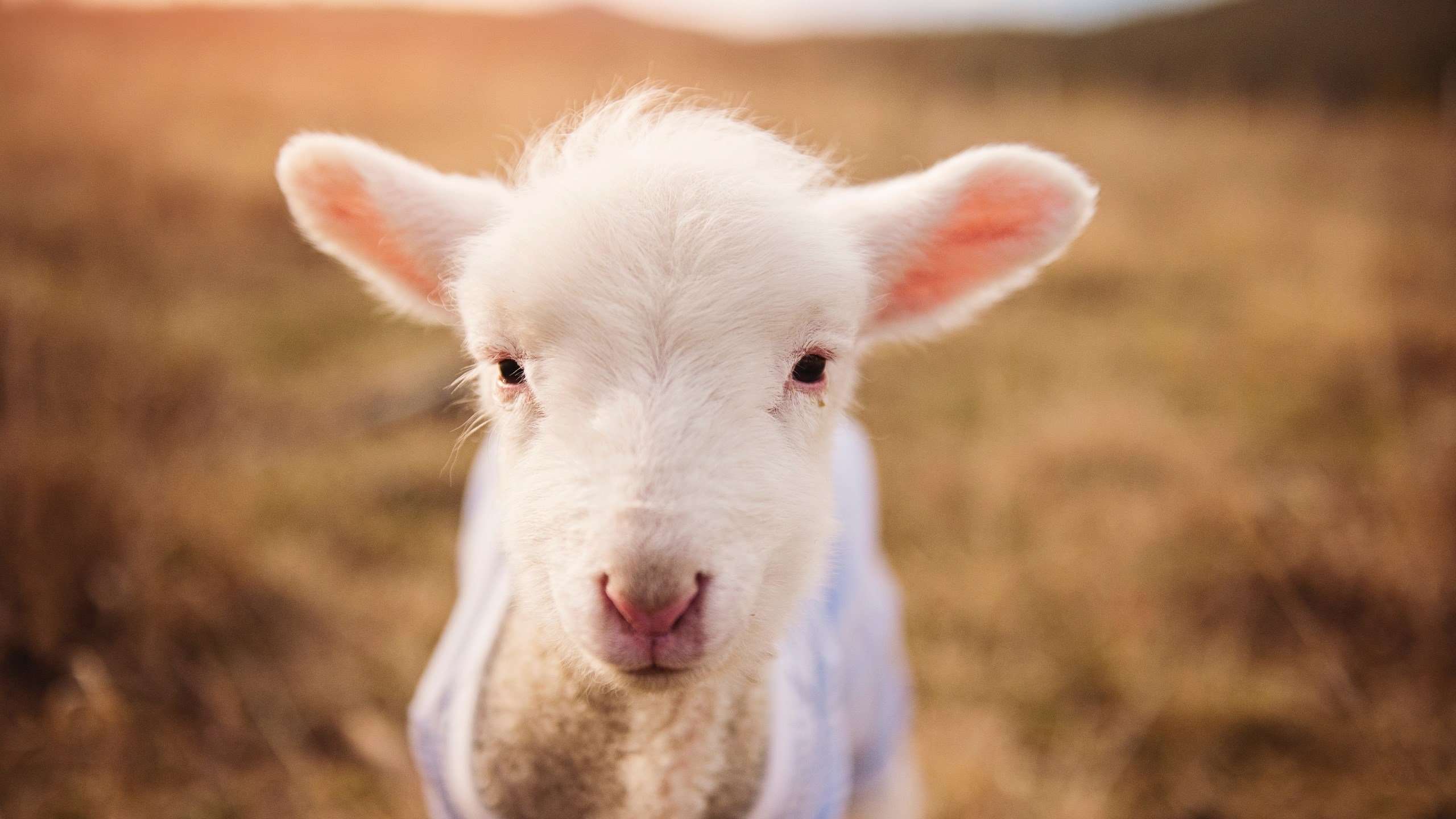中国足球联赛市场推广力度持续加大,中国足球联赛市场推广力度持续加大的原因