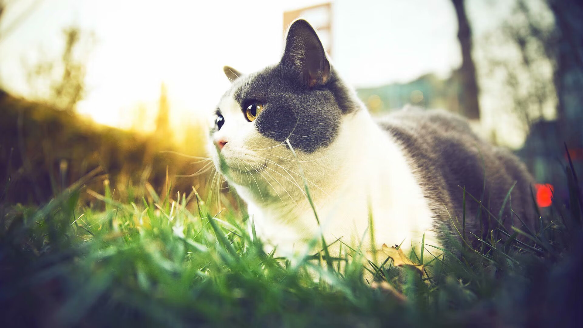 中国足球青少年足球发展基金投入力度加大,中国 青少年足球