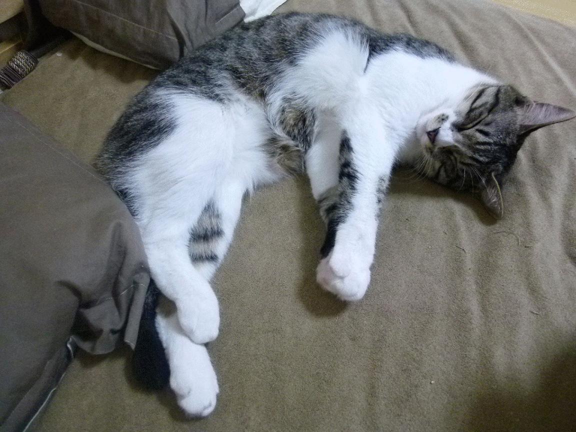 仰泳选手滑行段延长,技术动作顺畅,仰泳划水路线