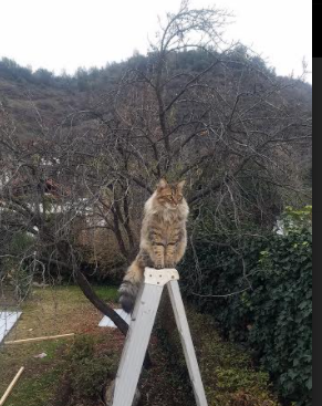 叶夫根尼娅·奇库诺娃跳水动作细腻完美,叶夫根尼·库勒什