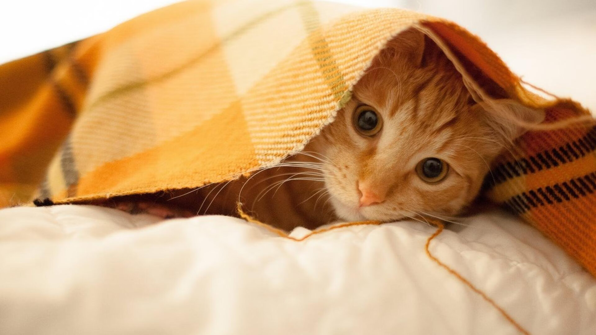 地方赛事直播观看人次激增全民篮球热潮持续升温，全民篮球比赛