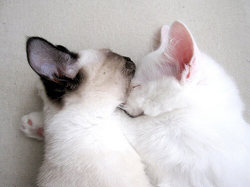 球员自制纪录片上映,展现赛场背后真实生活,球员自制纪录片上映,展现赛场背后真实生活