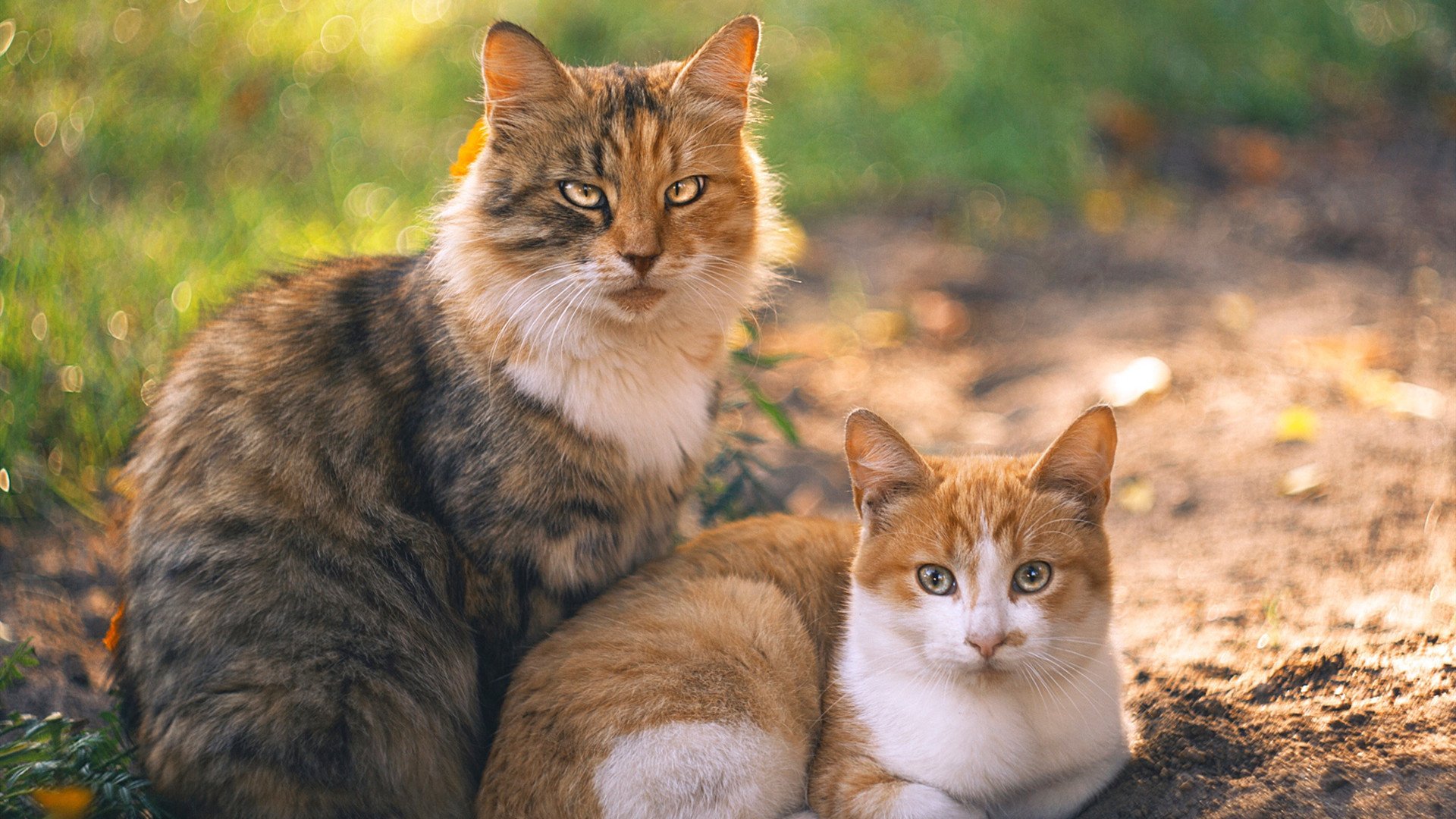 美洲杯星光闪耀:个人技巧助力突破重围!,美洲杯巡礼