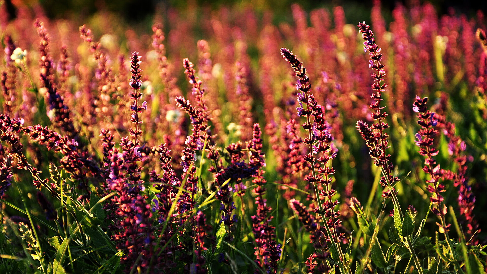 英国球迷赴现场观赛热情高涨 创历史新高,英国看球赛